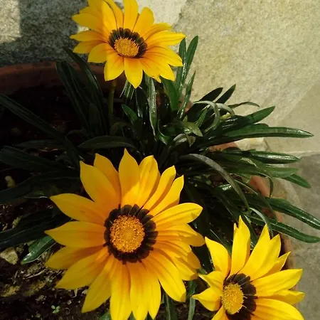 Hotel Bi Terra Tu Descanso Zona Miraz Sobrado *